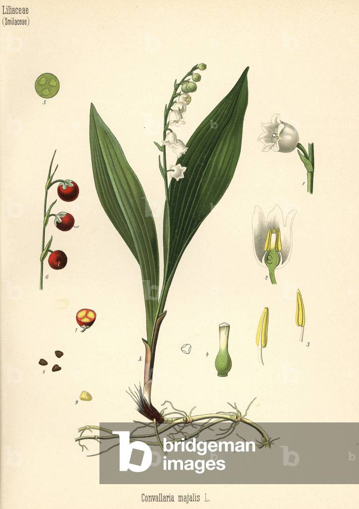 Lily of the valley, Convallaria majalis. Chromolithograph after a botanical illustration from Hermann Adolph Koehler's Medicinal Plants, edited by Gustav Pabst, Koehler, Germany, 1887.