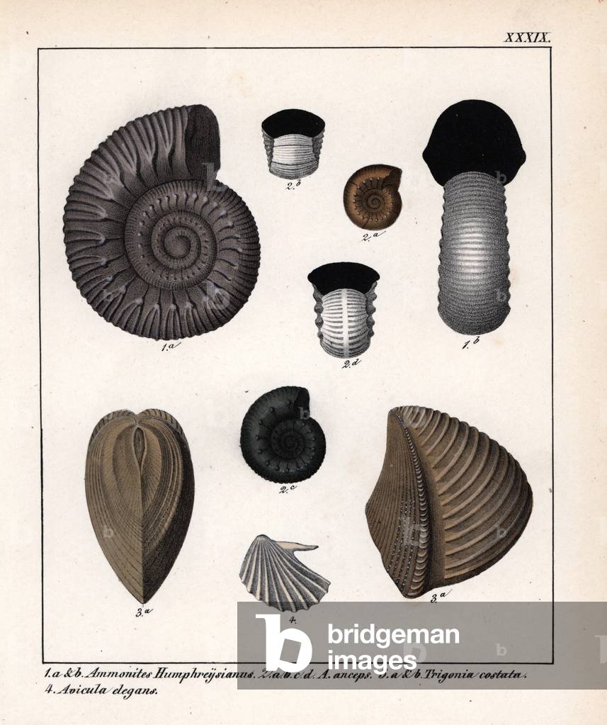 Gasteropod fossils (small species): Ammonites Humphreysianus, A. anceps, Trigonia costata and Avicula elegans. Lithographie in Petrefactenbuch (Book of Petrification) by Dr. F.A.Schmidt, published in Stuttgart (Germany) in 1855 by Verlag von Krais and Hoffmann.