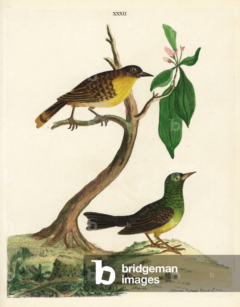 Black-capped bulbul, Pycnonotus melanicterus, and unknown Sri Lankan warbler. (Yellow breasted flycatcher, Muscicapa melanictera, and green warbler, Motacilla singalensis.) Based on illustrations by Pieter de Bevere supplied by Gov. Joan Gideon Loten. Handcoloured copperplate engraving by Peter Brown from his New Illustrations of Zoology.