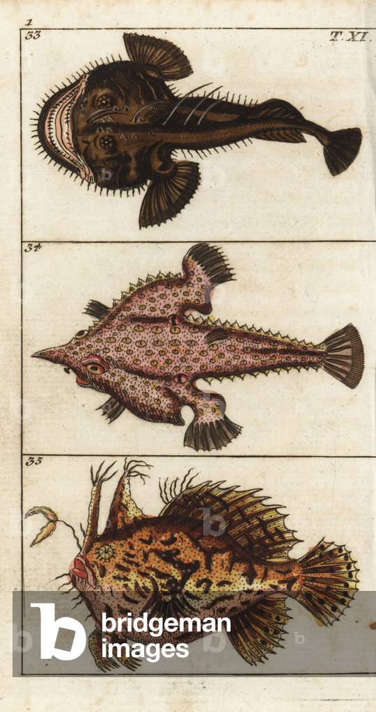 Angler or monkfish, Lophius piscatorius 33, longnose batfish, Ogcocephalus vespertilio 34, and sargassumfish, Histrio histrio 35. Handcolored copperplate engraving from Gottlieb Tobias Wilhelm's Encyclopedia of Natural History: Fish, Augsburg, 1804. Wilhelm (1758-1811) was a Bavarian clergy and naturalist known as the German Buffon.