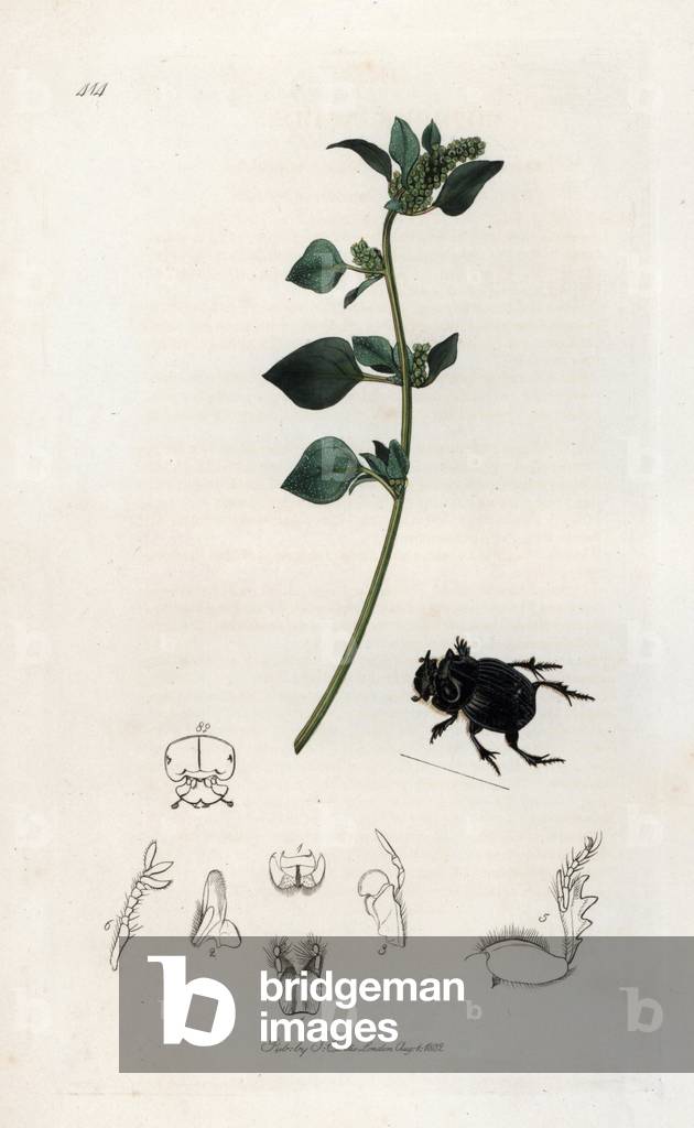 Lunar copris, coleoptere variete and plant of fetide chenopode. Lithograph by John Curtis (1791-1862) published in “British Entomology”, a collection of 770 illustrations and descriptions of British insects, London, England, 1824 to 1839.