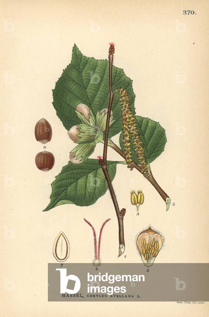 Common hazel tree, Corylus avellana