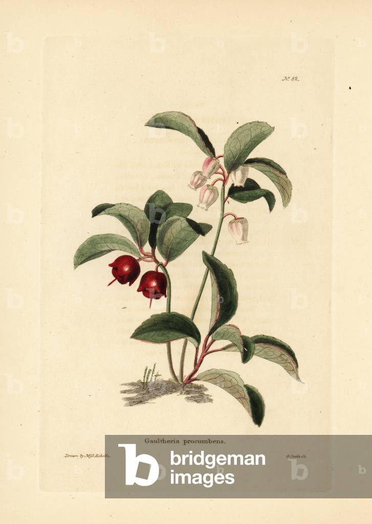 Eastern teaberry, checkerberry, boxberry, Gaultheria procumbens. Handcoloured copperplate engraving by George Cooke after Miss Rebello from Conrad Loddiges' Botanical Cabinet, Hackney, 1817.
