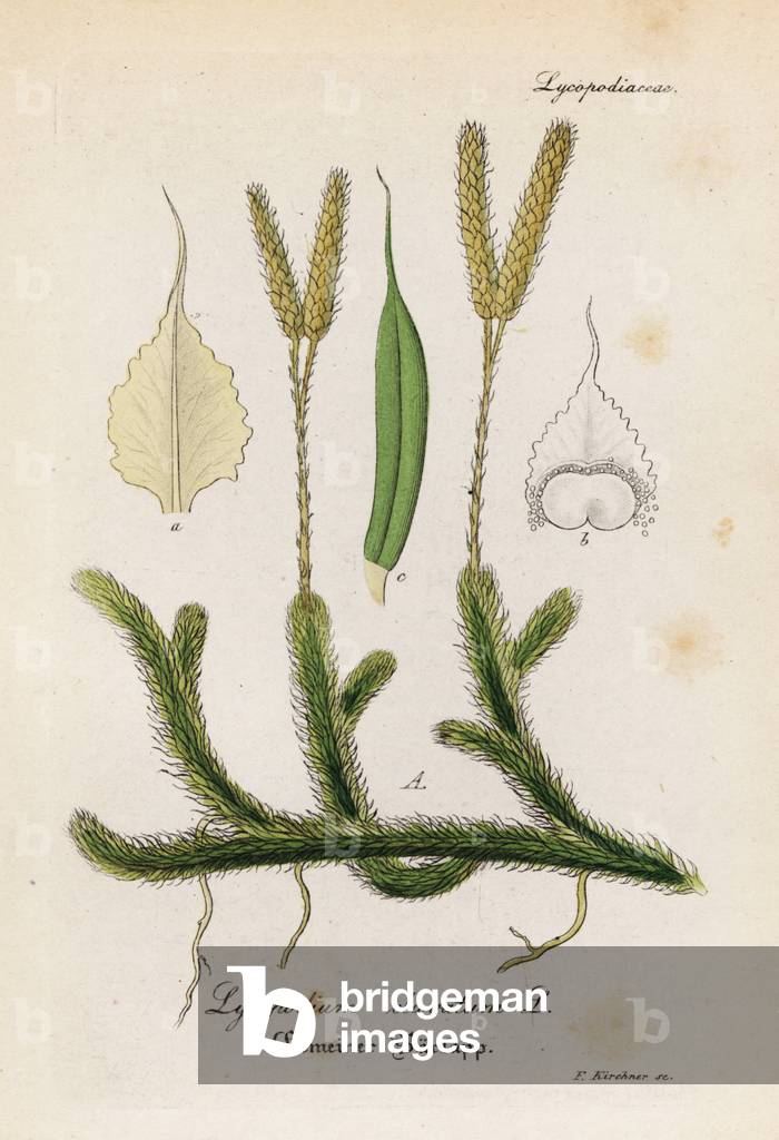 Stag'-horn clubmoss, Lycopodium clavatum. Handcoloured copperplate engraving from Dr. Willibald Artus' Hand-Atlas sammtlicher mediinisch-pharmaceutischer Gewachse, (Handbook of all medical-pharmaceutical plants), Jena, 1876.