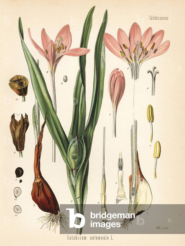 Meadow saffron or wild saffron, Colchicum autumnale. Chromolithograph after a botanical illustration by Walther Muller from Hermann Adolph Koehler's Medicinal Plants, edited by Gustav Pabst, Koehler, Germany, 1887.