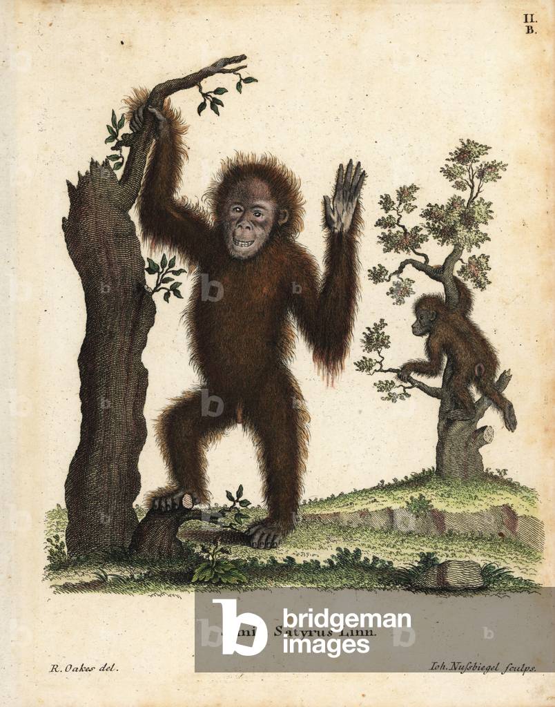 Sumatran orangutan, Pongo abelii. Critically endangered. Handcoloured copperplate engraving after an illustration by R. Oakes from Johann Christian Daniel Schreber's Animal Illustrations after Nature, or Schreber's Fantastic Animals, Erlangen, Germany, 1775.