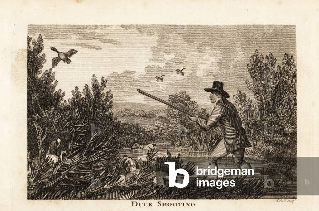 Hunter with water spaniels shooting wild ducks in the marshes