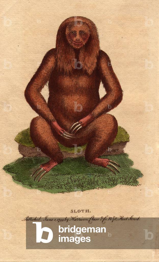The lazy has three fingers (Bradypus tridactylus) sitting in an artificial position. Illustration by Georges Edwards. Lithographie in The Naturalist Pocket Magazine or Cabinet complet des Curiosites et Beautes de la Nature, published between 1798 and 1802, by Harrison, London, England.