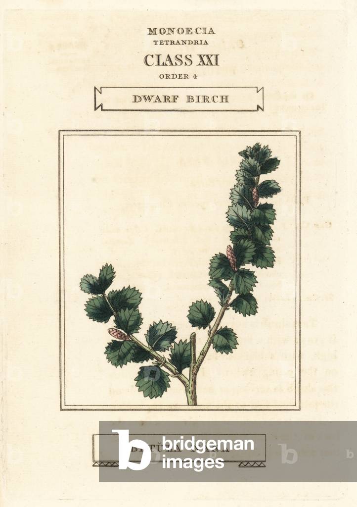 Dwarf birch, Betula nana (dwarf birch) Handcoloured copperplate engraving after an illustration by Richard Duppa from his The Clours and Orders of the Linnaean System of Botany, Longman, Hurst, London, 1816.