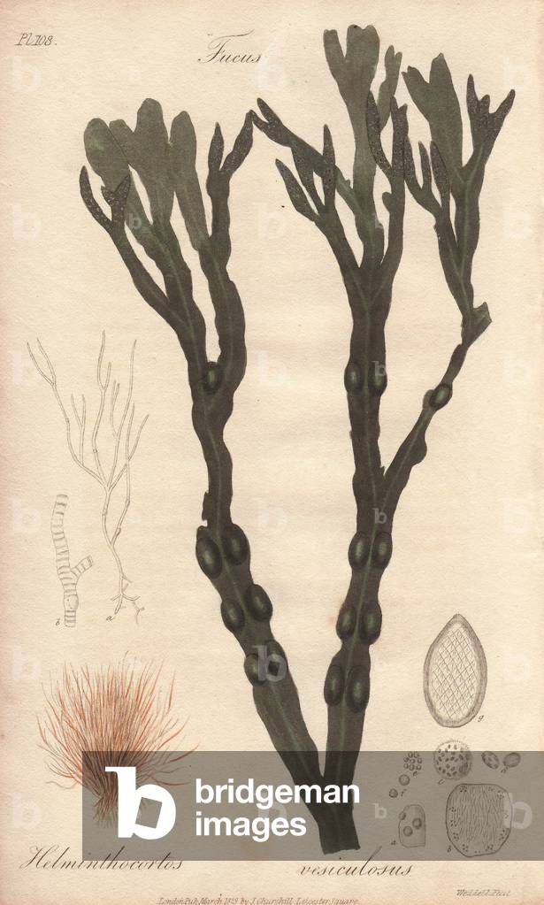 Fucus vesiculosus - Strong Water by William Clarke to illustrate “” Medical Botanical, Description of the Medicinal Plants of London, Edinburgh and Dublin” by John Stephenson and James Morss Churchill, published in London by John Churchill in 1831