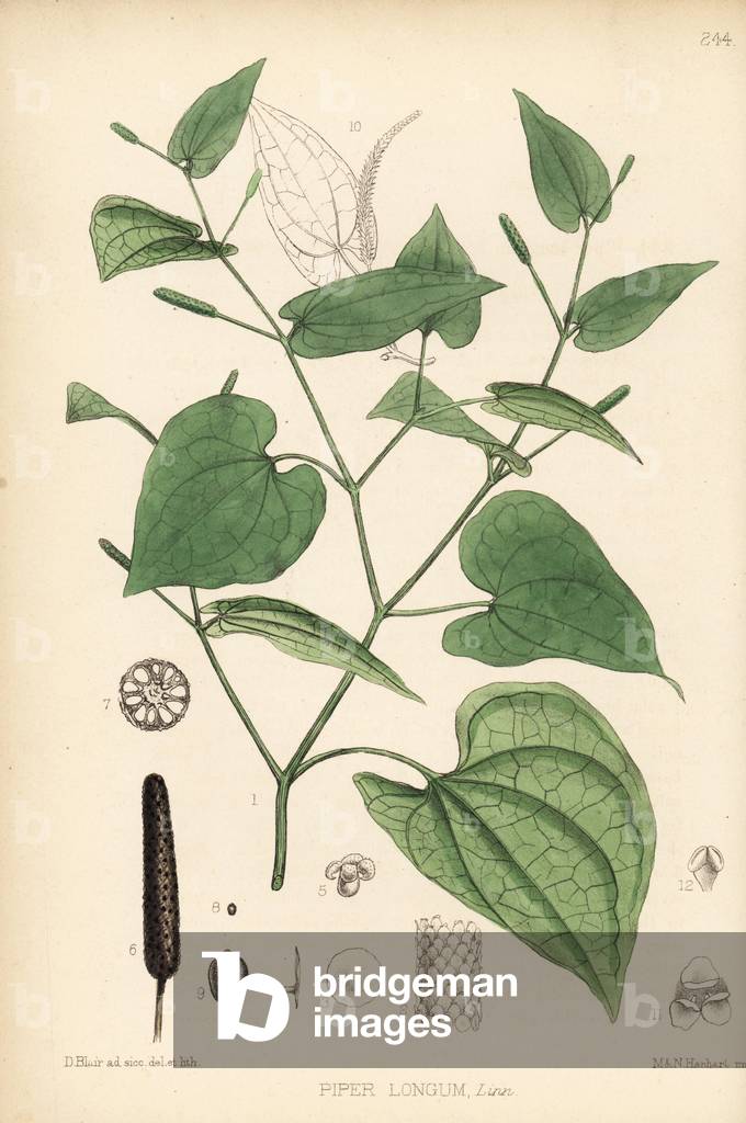 Long pepper or pippul, Piper longum. Handcoloured lithograph by Hanhart after a botanical illustration by David Blair from Robert Bentley and Henry Trimen's Medicinal Plants, London, 1880.