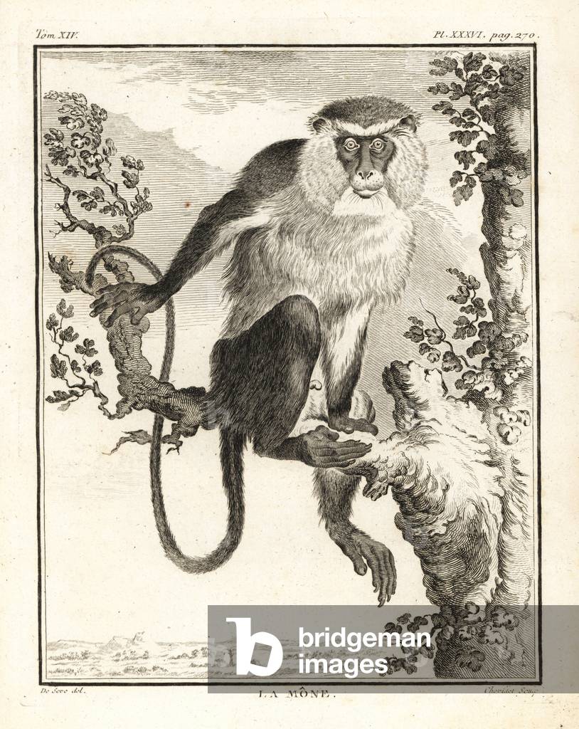 Mona monkey, Cercopithecus mona. Copperplate engraving by Chevillet after an illustration by Jacques de Seve from Georges-Louis Leclerc, Comte de Buffon's Histoire Naturelle, Imprimerie Royale, Paris, 1766.