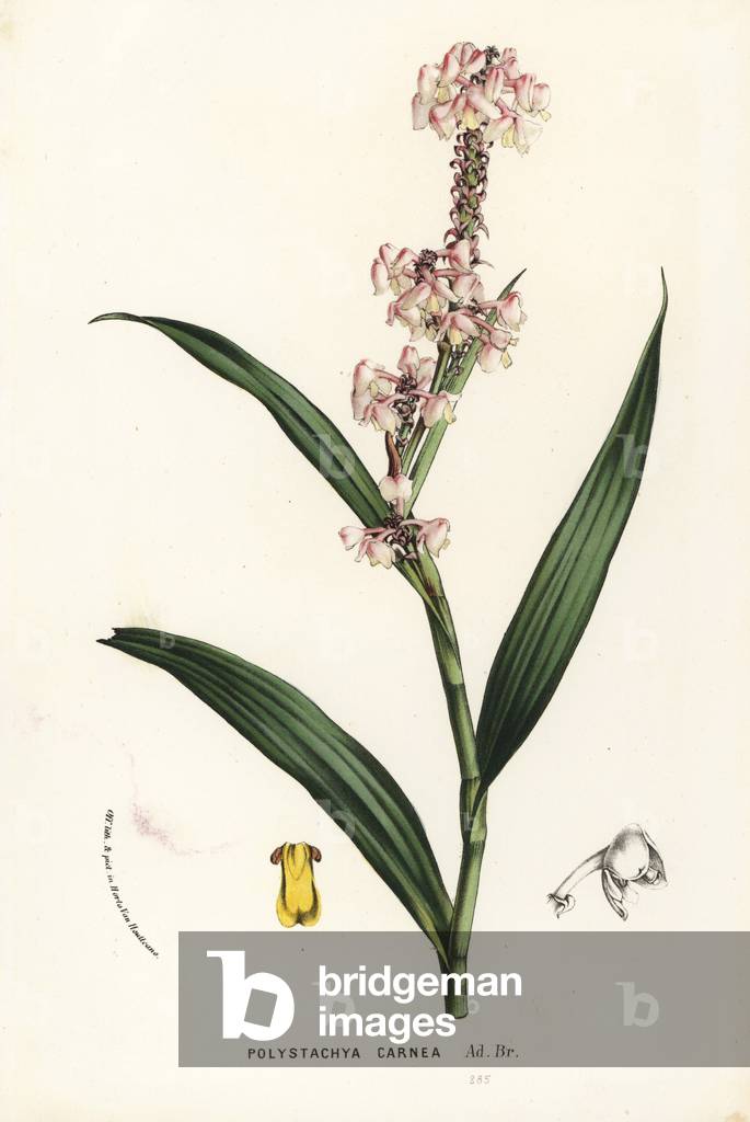 Polystachya rhodoptera orchid (Polystachya carnea). Handcoloured lithograph from Louis van Houtte and Charles Lemaire's Flowers of the Gardens and Hothouses of Europe, Flore des Serres et des Jardins de l'Europe, Ghent, Belgium, 1862-65.