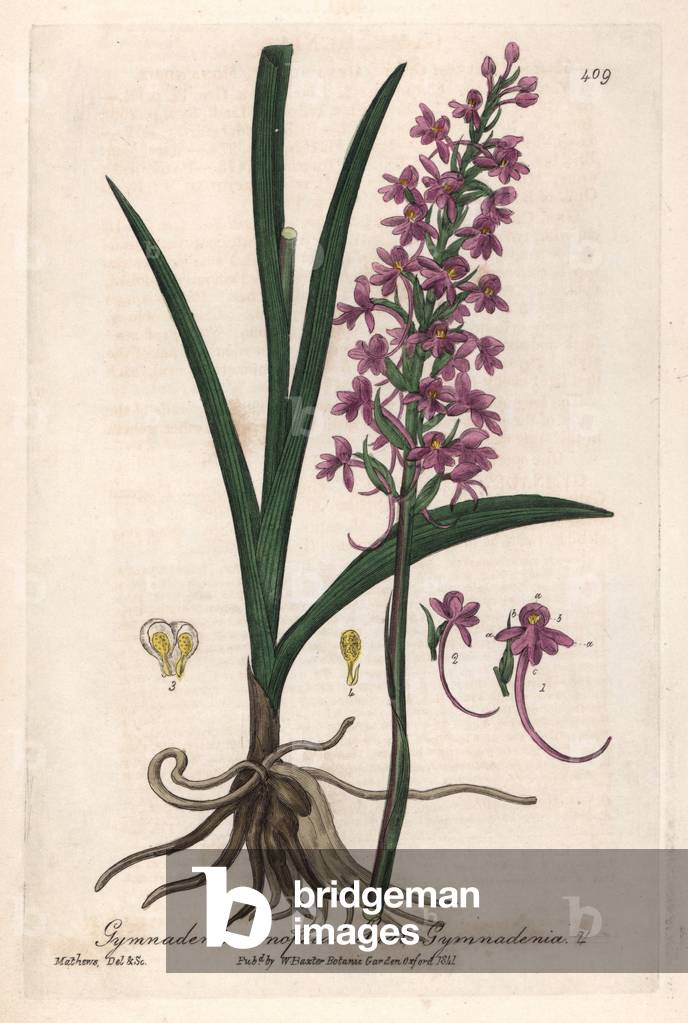 Orchis Moucheron (Gymnadenia conopsea) - Botanical Plate by Isaac Russell, engraved by Charles Matthews, taken from “English Botanical Phenomenes” by William Baxter (1788-1871), 1837