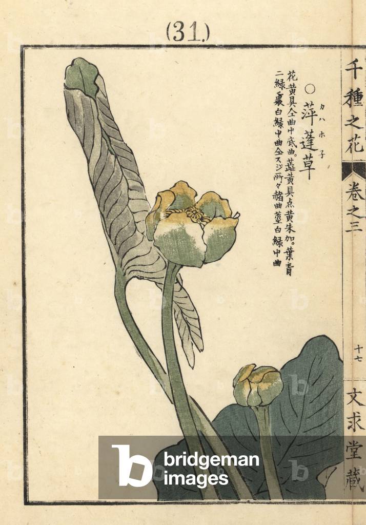 Kahahone or Japanese water lily, Nuphar japonica. Handcoloured woodblock print by Kono Bairei from Senshu no Hana (One Thousand Varieties of Flowers), Bunkyudo, Kyoto, 1889.