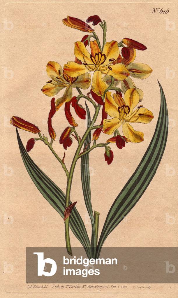 Wachendorfia paniculee, or red root, with yellow and ecarlate flowers. Panicled wachendorfia with vivid crimson and yellow flowers. Wachendorfia paniculata.