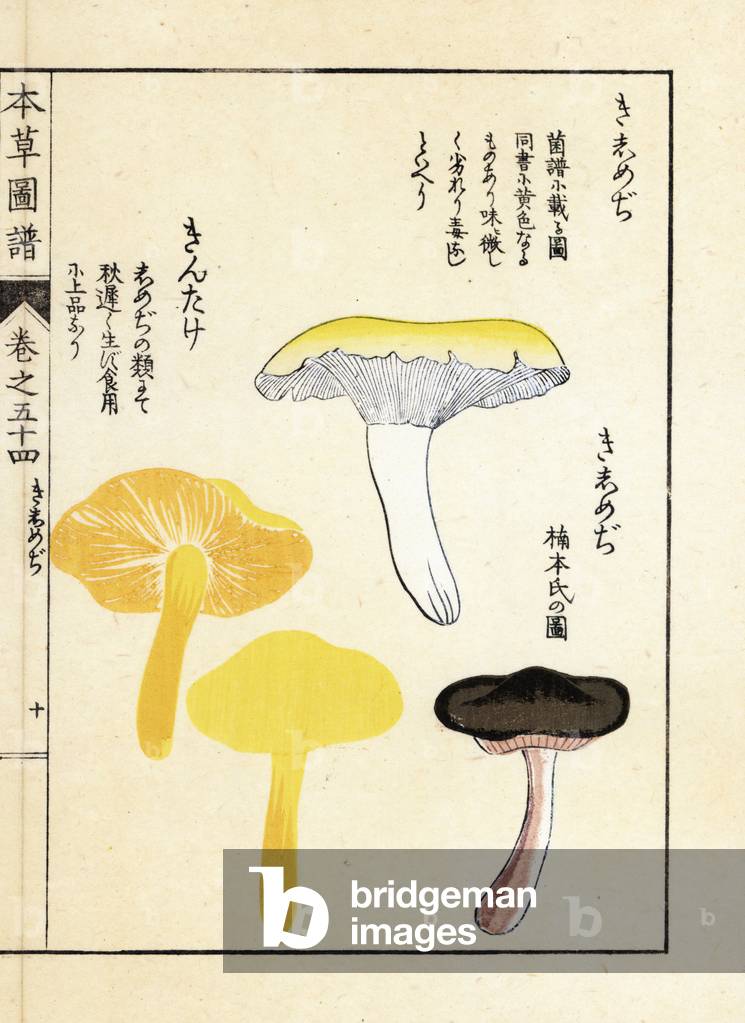 Mushrooms: varietes a mycelium annular, growing in witch circle or circle of fees - Japanese print by Kanen Iwasaki (1786-1842), from Honzo Zufu, illustrative guide to medicinal plants, 1916 - Kishimeji and kintake mushrooms - Colour printed woodblock engraving by Kan'en Iwasaki, from “” Honzo Zufu””, 1916