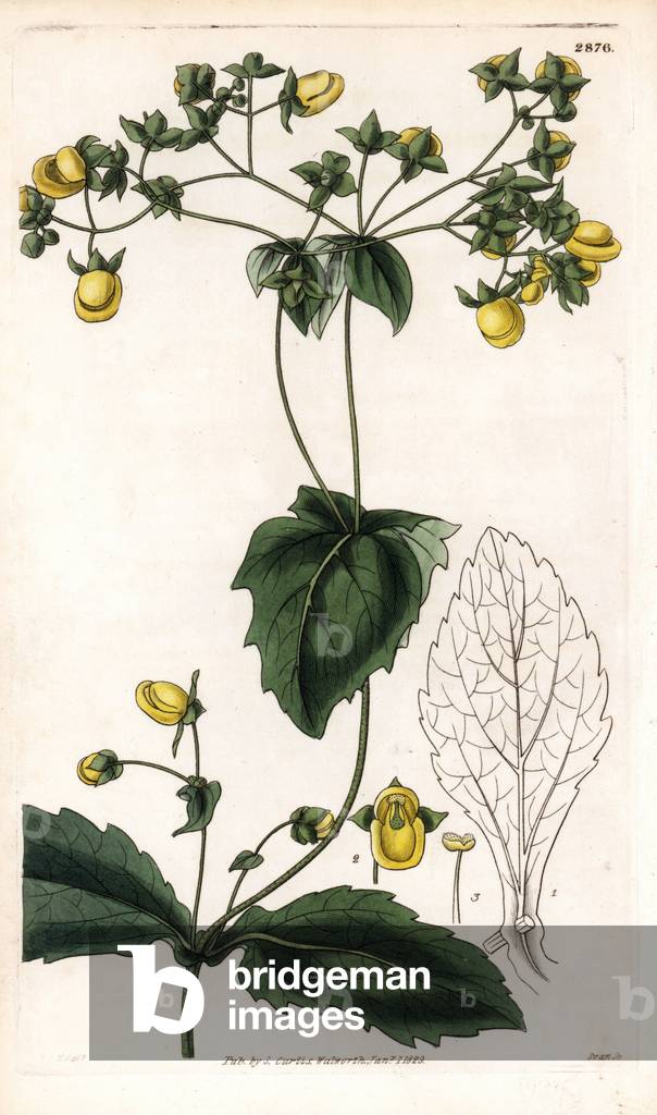 Calceolaria petioalaris (Connate-leaved slipperwort, Calceolaria connata), native to the Andes, South America. Handcoloured copperplate engraving by Swan after an illustration by William Jackson Hooker from Samuel Curtis's “” Botanical Magazine,”” London, 1829.