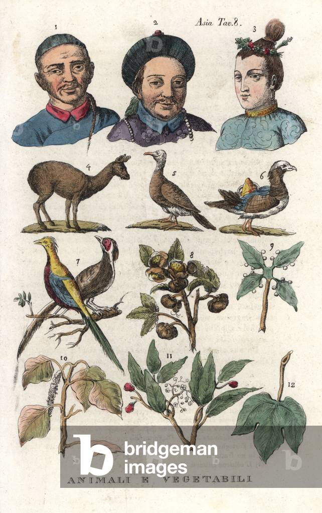 Chinese portraits, fauna and flora including musk deer 4, duck 6, golden pheasant 7, tea 8, and camphor 10. Handcoloured copperplate engraving from Giulio Ferrario's Ancient and Modern Costumes of all the Peoples of the World, 1843.