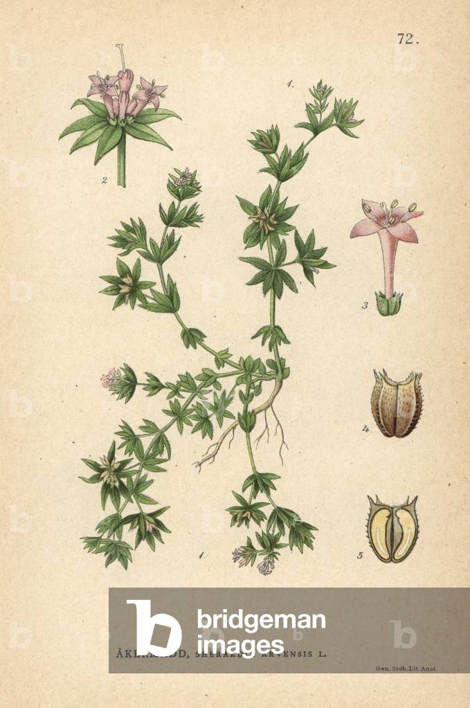Field madder, Sherardia arvensis