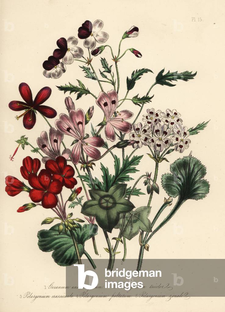 Anemone-leaved geranium, Geranium anemonefolium, three-coloured pelargonium, Pelargonium tricolor, thick-stemmed pelargonium, Pelargonium crassicaule, ivy-leaved pelargonium, Pelargonium peltatum, and horse-shoe pelargonium, Pelargonium zonale. Handfinished chromolithograph by Noel Humphreys after an illustration by Jane Loudon from Mrs. Jane Loudon's Ladies Flower Garden or Ornamental Greenhouse Plants, William S. Orr, London, 1849.