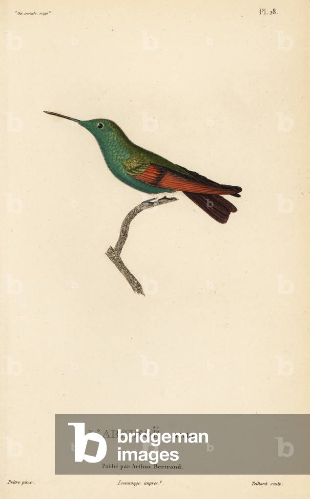 Berylline hummingbird, Amazilia beryllina (Ornismya arsinoe). Adult male. Handcolored steel engraving by Coutant after an illustration by Jean-Gabriel Pretre from Rene Primevere Lesson's Natural History of the Colibri Genus of Hummingbirds.
