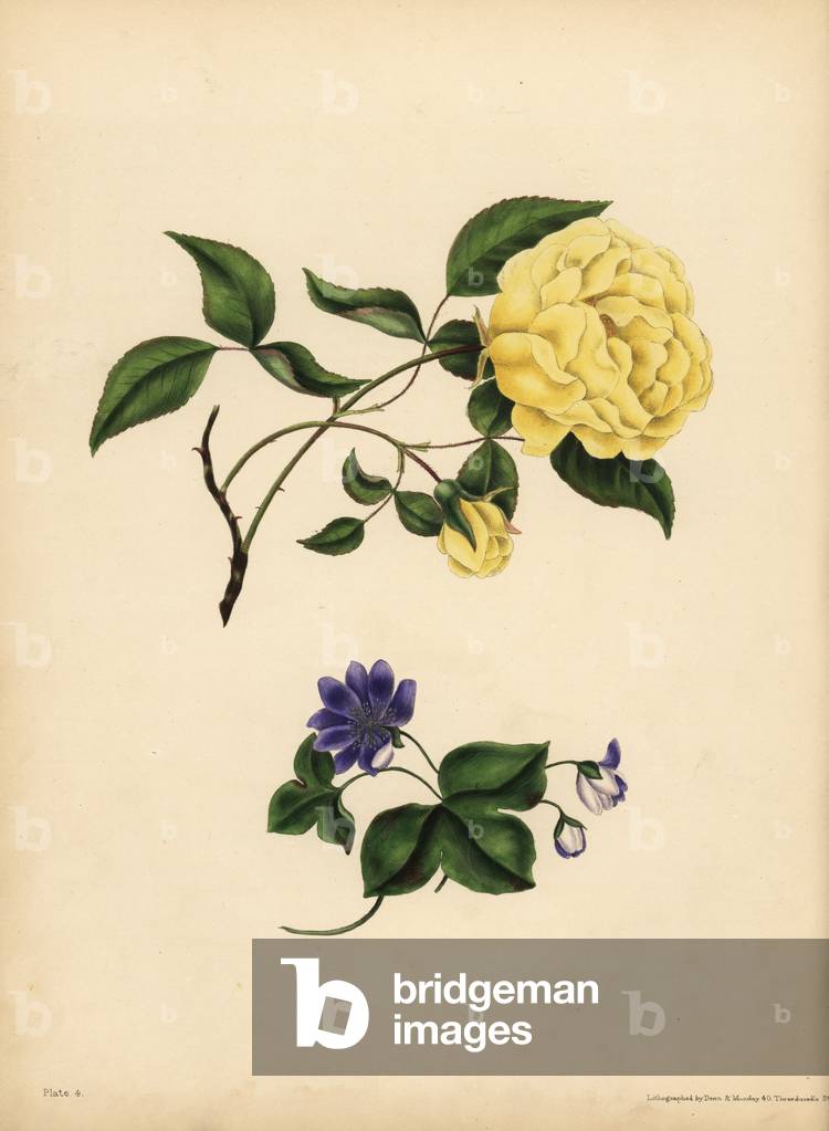 The sweet-scented China Rose, Rosa chinensis, Infidelity; The blue Hepatica, Hepatica nobilis, Confidence