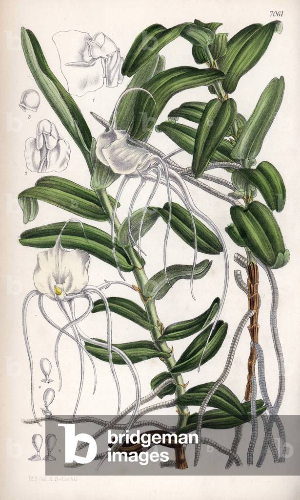 Angraecum germinyanum, Madagasvar white orchid. Named after Count Adrien de Germiny, France. Drawing by Matilda Smith (1854-1926), Lithography by J.N. Fitch in Curtis Botanical Magazine, by Joseph Dalton Hooker, published in London, England, by L. Reeve and Co, 1889.