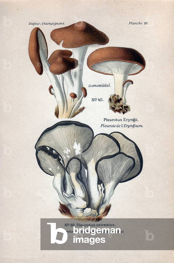 Fungal Description: Eryngium oyster (edible) (top) and oyster oyster (edible) (bottom). Chromolithography in Atlas of edible and venenous mushrooms, 1891, by Leon Marie Dufour (1862-1942), French mycologist.