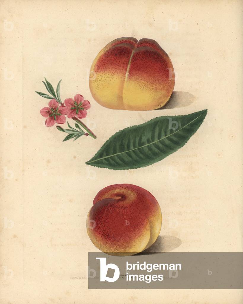 Peach varieties, Prunus persica: Grimwood's Royal George, blossom, leaf, and French Mignonne or Minion. Handcoloured stipple engraving of an illustration by George Brookshaw from his own “” Pomona Britannica,”” London, Longman, Hurst, etc., 1817. The quarto edition of the original folio edition published from 1804-1812. Brookshaw (1751-1823) was a successful cabinet maker who disappeared in the 1790s before returning as a flower painter with the anonymous “” New Treatise on Flower Painting,””” 1797.