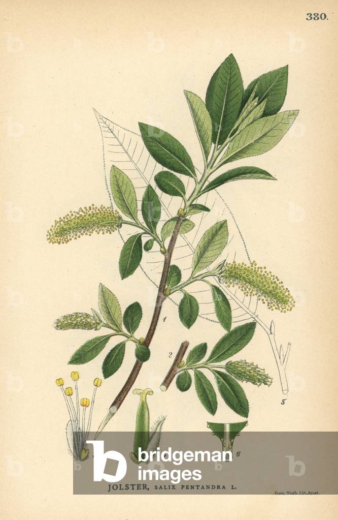 Bay willow tree, Salix pentandra