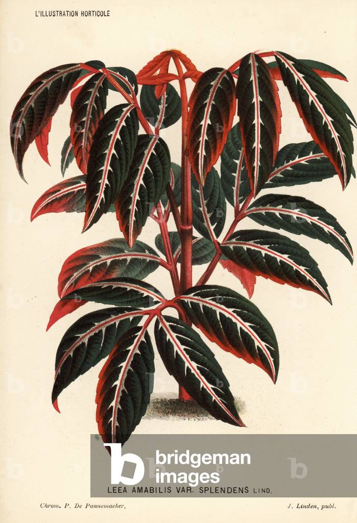 Leea amabilis foliage plant (Leea amabilis var. splendens). Chromolithograph by Pieter de Pannemaeker from Jean Linden's l'Illustration Horticole, Brussels, 1884.