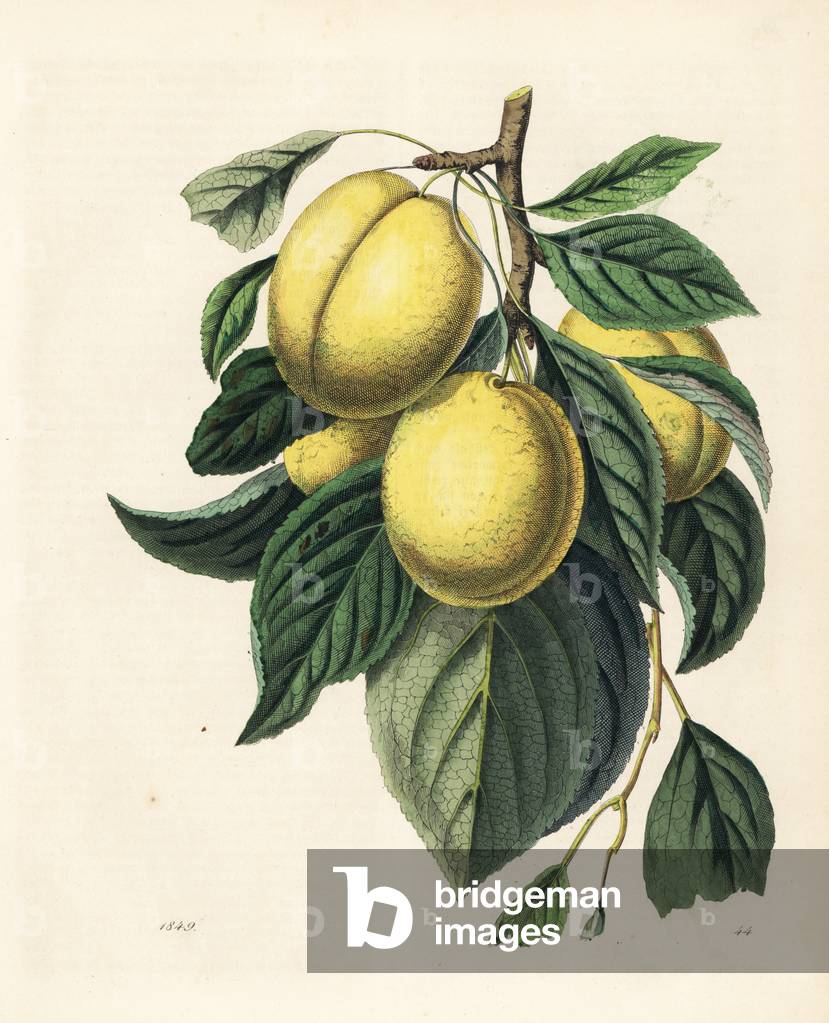 Plum or plune, Prunus domestica, with ripe fruit, branch and leaves. Handcoloured lithograph from Carl Hoffmann's Book of the World, Stuttgart, 1849.