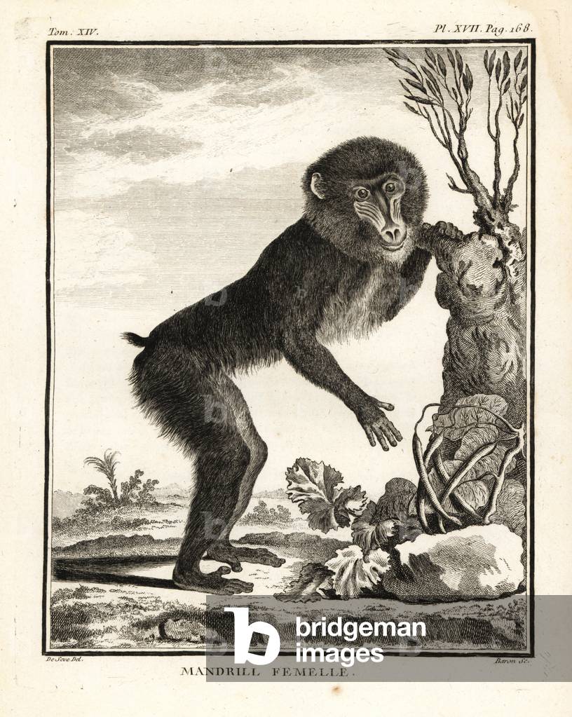 Mandrill, Mandrillus sphinx. Female. Copperplate engraving by Baron after an illustration by Jacques de Seve from Georges-Louis Leclerc, Comte de Buffon's Histoire Naturelle, Imprimerie Royale, Paris, 1766.