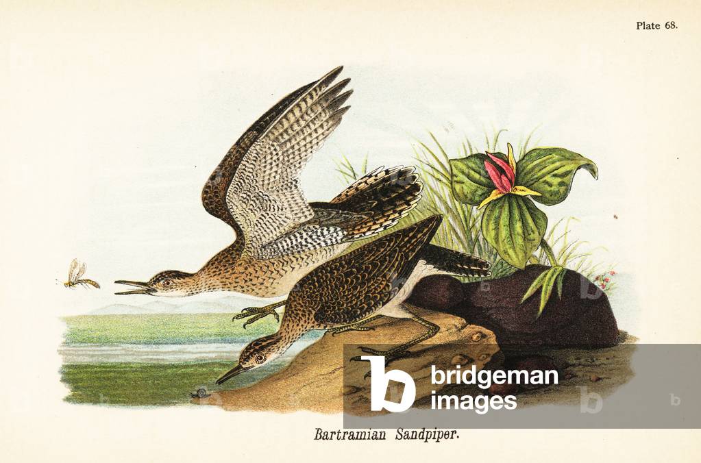 Upland sandpiper, Bartramia longicauda