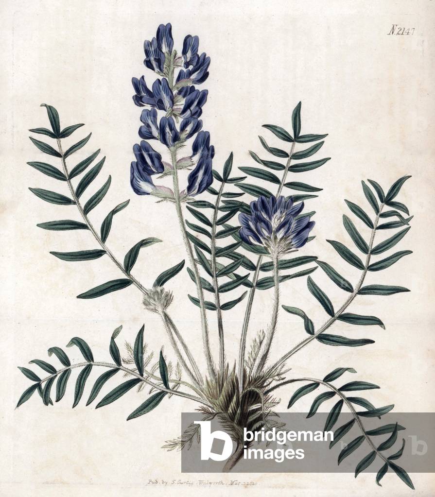 Field oxytropic. Copper engraving, painted by John Curtis and grave by Weddell, published in the “Curtis Botanical Magazine”, 1820, by Samuel Curtis, London, England.