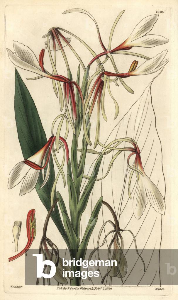 Hedychium Variete (Hedychium acuminatum) - Illustration by William Jackson Hooper (1785-1865), etched by Swan, for the botanical magazine of William Curtis, 1829