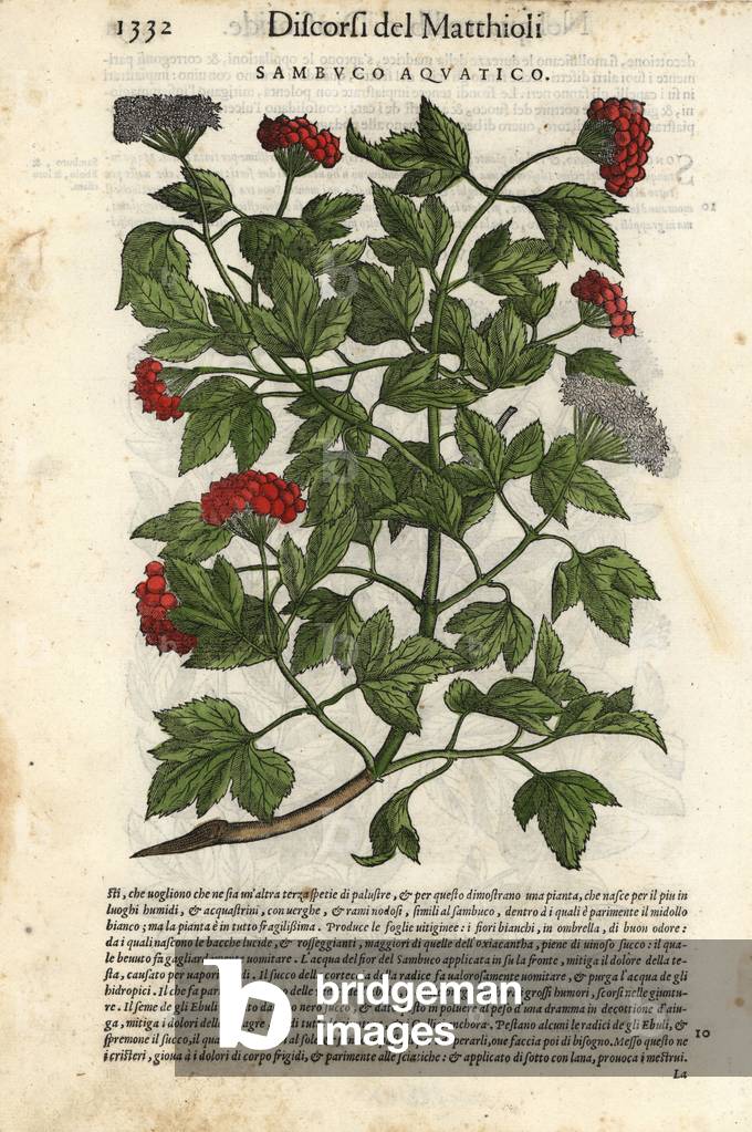 Rose Guelder, Viburnum opulus. Handcoloured woodblock print by Wolfgang Meyerpick after an illustration by Giorgio Liberale from Pietro Andrea Mattioli's Discorsi di P.A. Matthioli ne i sei libri della Materia Medicinale di Pedacio Dioscoride Anazarbeo (Commentary on the Materia Medica of Dioscorides), Vincenzo Valgrisi, Venice, 1568.