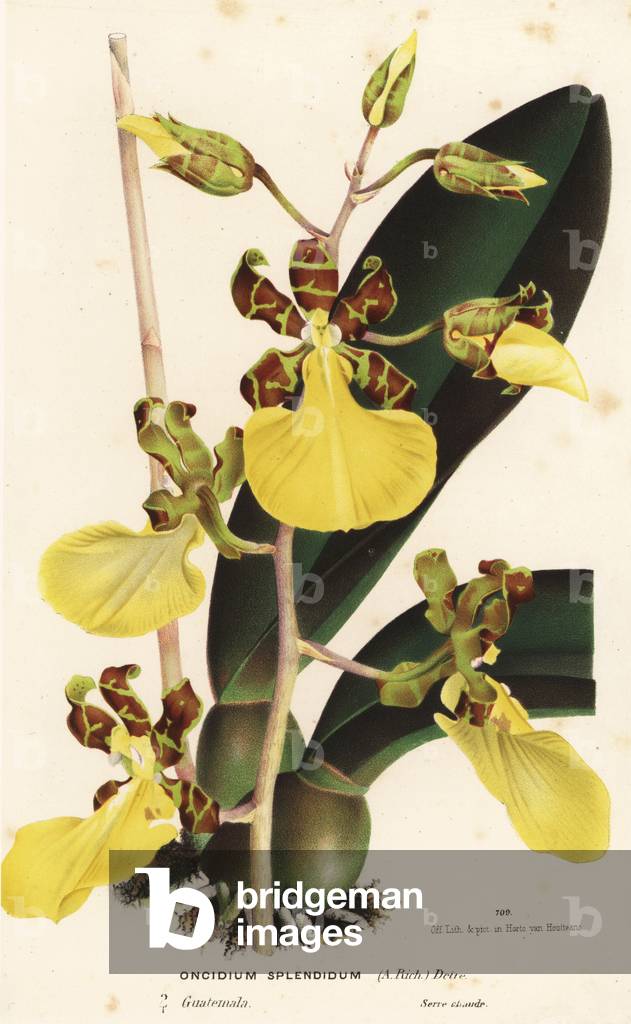 Trichocentrum splendum, epiphyte orchid (Oncidium splendum). Guatemala. Handcoloured lithograph from Louis van Houtte and Charles Lemaire's Flowers of the Gardens and Hothouses of Europe, Flore des Serres et des Jardins de l'Europe, Ghent, Belgium, 1870.