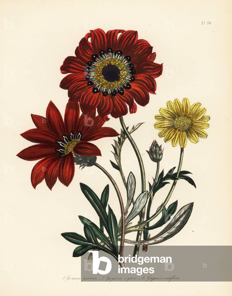 Peacock gazania, Gazania pavonia, stiff-leaved gazania, Gazania rigens, and golden-flowered gazania, Gazania uniflora. Handfinished chromolithograph by Henry Noel Humphreys after an illustration by Jane Loudon from Mrs. Jane Loudon's Ladies Flower Garden of Ornamental Perennials, William S. Orr, London, 1849.