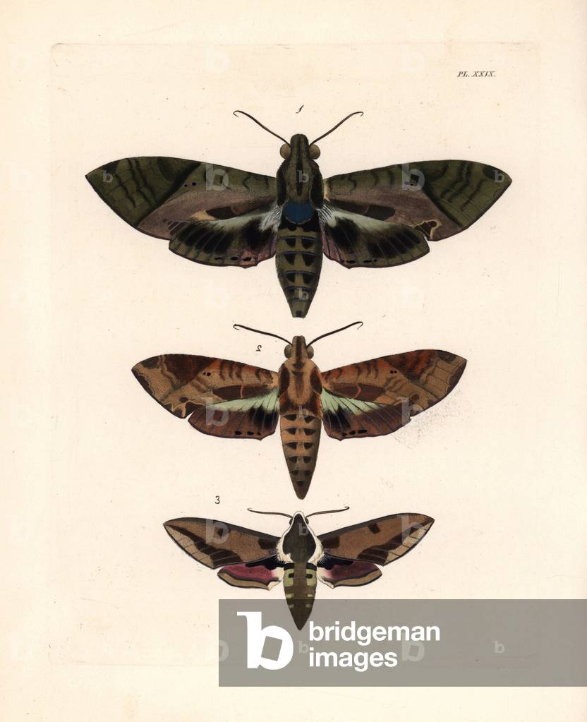 Satellite sphinx, Eummorpha satellitia, female 1, male 2, and spurge hawk-moth, Hyles euphorbiae 3. Handcoloured lithograph from John O. Westwood's new edition of Dru Drury's “” Illustrations of Exotic Entomology,”” Bohn, London, 1837.