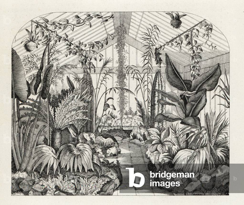 Interior of Nathaniel Ward's fern greenhouse, Clapham, London, 1851. Inventor of the Wardian Case. Woodblock engraving from Louis van Houtte and Charles Lemaire's Flowers of the Gardens and Hothouses of Europe, Flore des Serres et des Jardins de l'Europe, Ghent, Belgium, 1851.