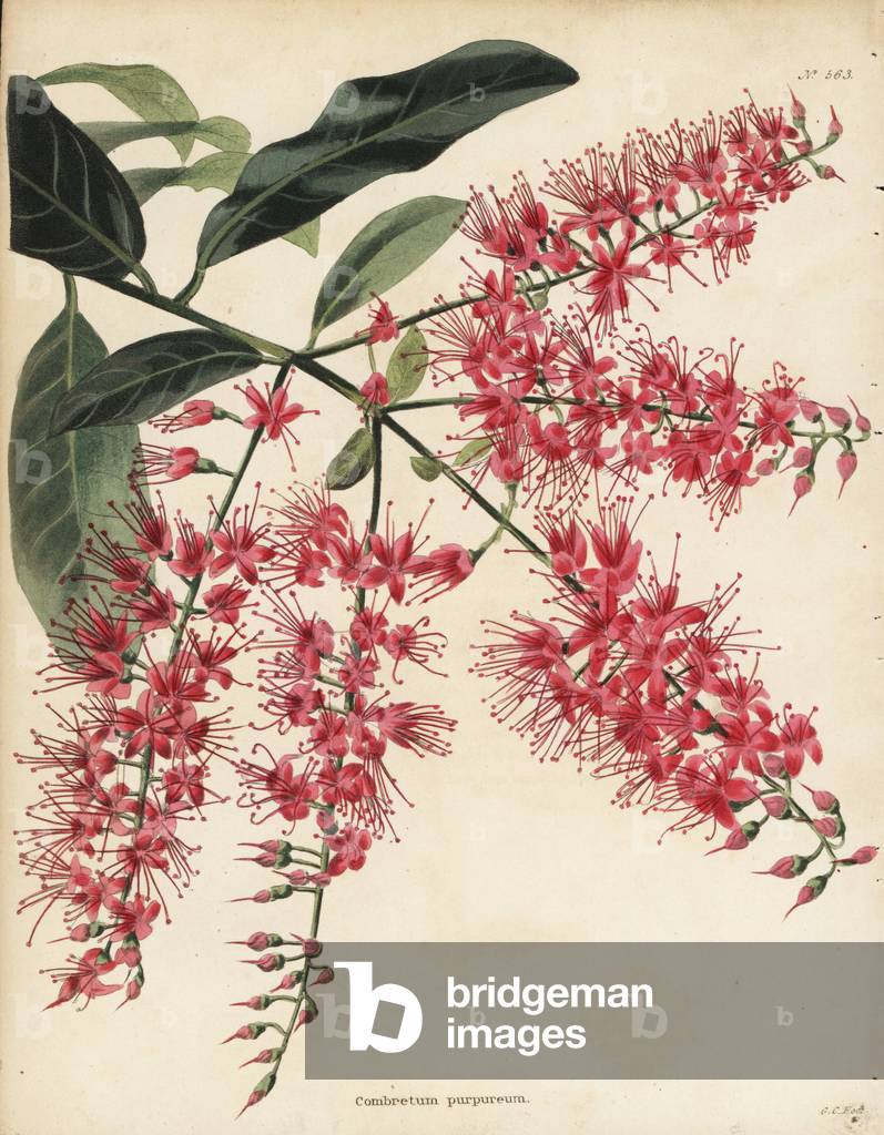 Bushwillow, Combretum coccineum (Combretum purpureum). Handcoloured copperplate engraving by George Cooke from Conrad Loddiges' Botanical Cabinet, Hackney, London, 1821.