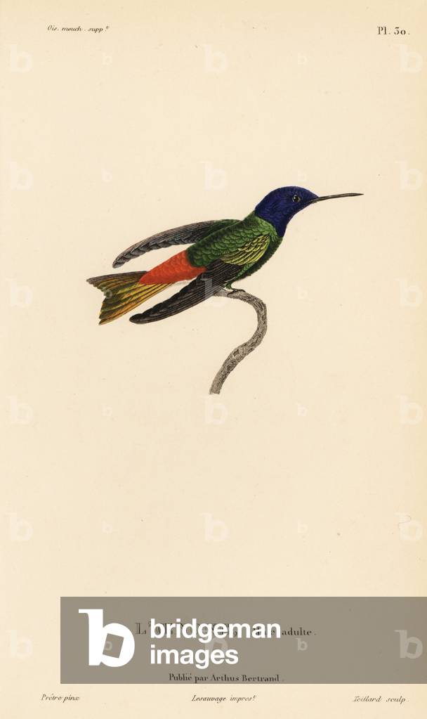 Golden-tailed sapphire, Chrysuronia oenone (Ornismya oenone). Male adult. Handcolored steel engraving by Coutant after an illustration by Jean-Gabriel Pretre from Rene Primevere Lesson's Natural History of the Colibri Genus of Hummingbirds.
