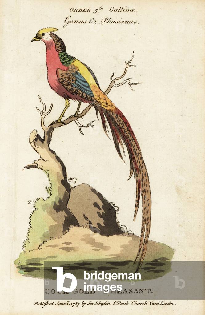 Golden pheasant, Chrysolophus pictus