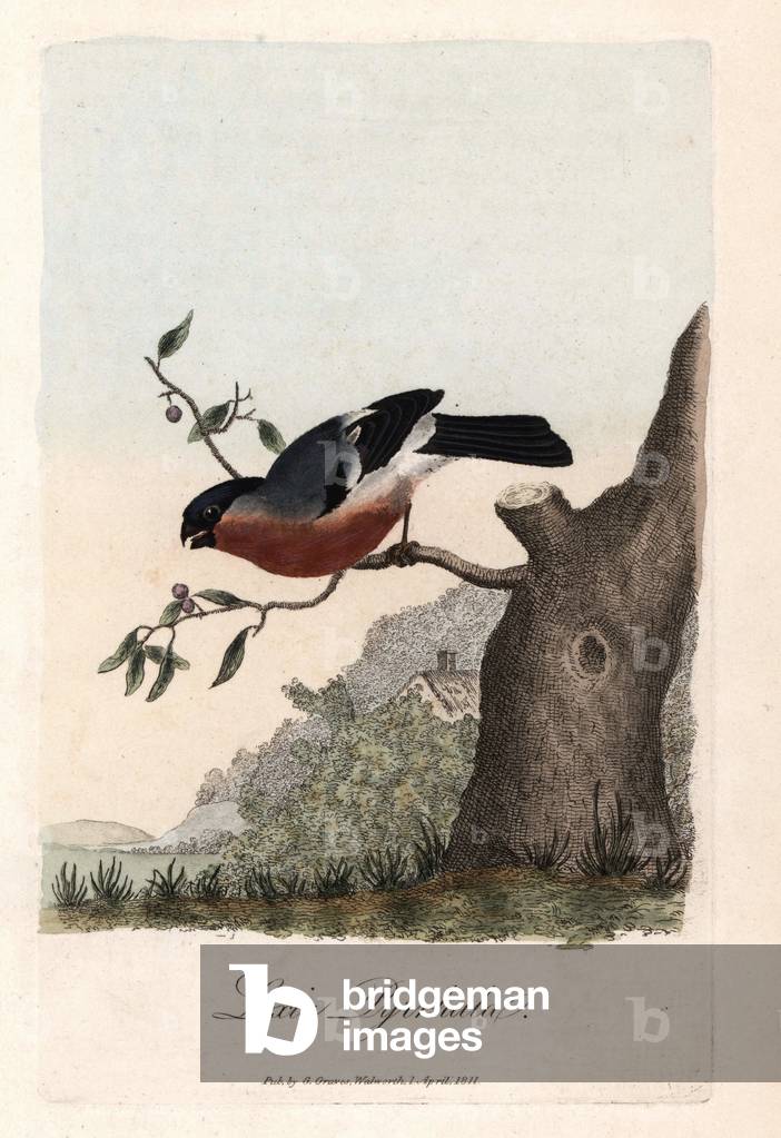 The beak crosses parrot. Coloured copper engraving by George Graves, in British Ornithology, 1811. Bulfinch, Eurasian bullfinch, Loxia pyrrhula, Pyrrhula pyrrhula. Handcoloured copperplate engraving by George Graves from “British Ornithology”” 1811. Graves was a bookseller, publisher, artist, engraver and colorist and worked on botanical and ornithological books.