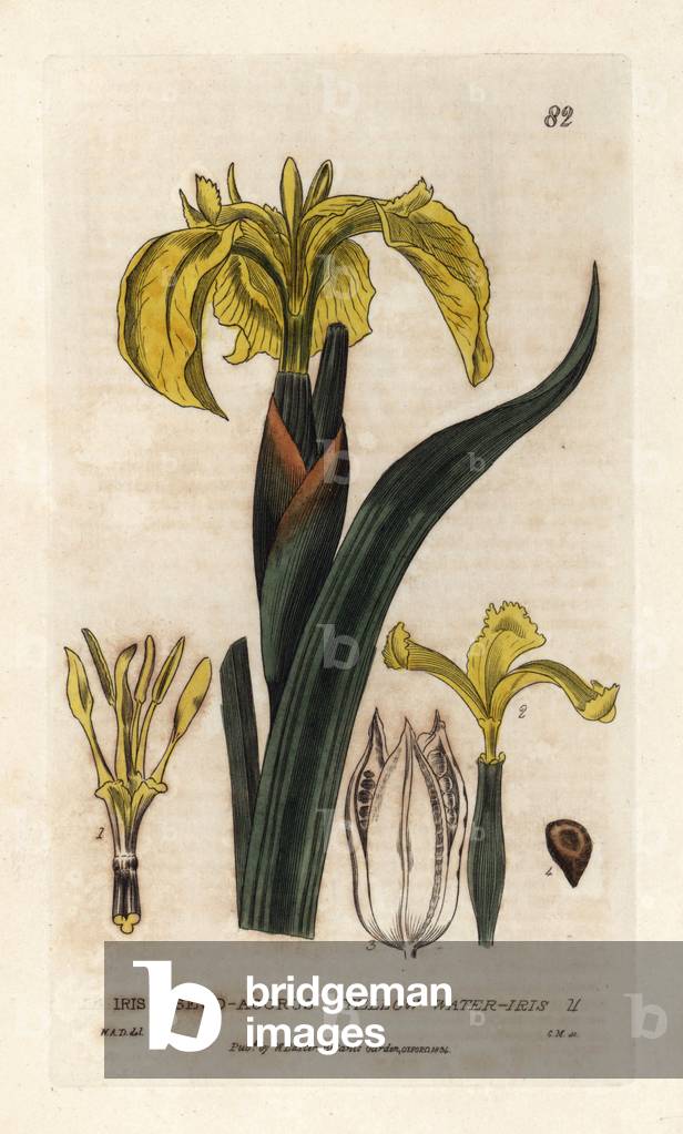 Marsh Iris or False Iris. Coloured copper engraving from a drawing by W.A.Delamotte from William Baxter's book “English Botanical Phenomenes””, 1834. William Baxter (1788-1871) was the curator of the Oxford Botanical Garden from 1813 to 1854. Yellow water iris, Iris pseudo acorus. Handcoloured copperplate engraving from a drawing by W.A. Delamotte from William Baxter's “” British Phaenogamous Botany”” 1834. Scotsman William Baxter (1788-1871) was the curator of the Oxford Botanic Garden from 1813 to 1854. Engraved by Charles Mathews.