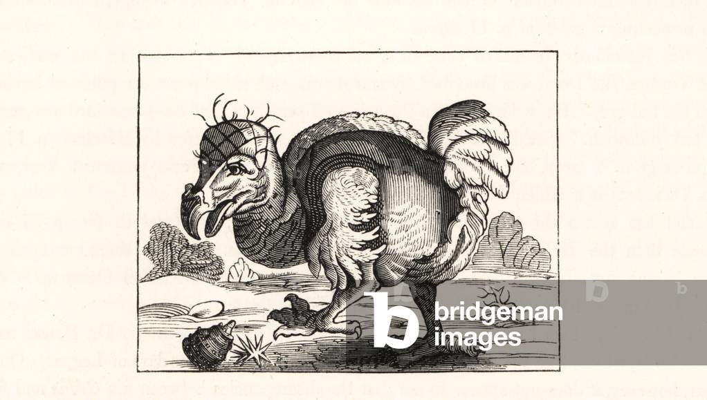 Willem Ysbrantsz Bontekoe's illustration of the dodo, from his Voyage, 1646. Wood engraving from Hugh Edwin Strickland and Alexander Gordon Melville's The Dodo and its Kindred, London, Reeve, Benham and Reeve, 1848.