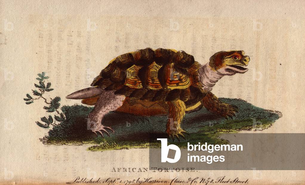Geometic turtle (Psammobates geometricus), land turtle from South Africa. Lithographie in The Naturalist Pocket Magazine or Cabinet complete des Curiosites et Beautes de la Nature, published between 1798 and 1802, by Harrison, London, England.