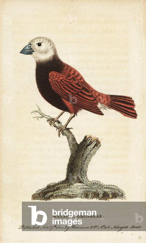 White headed munia (Malacca grosbeak), Lonchura maja. Illustration copied from George Edwards. Handcoloured copperplate engraving from “” The Naturalist's Pocket Magazine,”” Harrison, London, 1801.